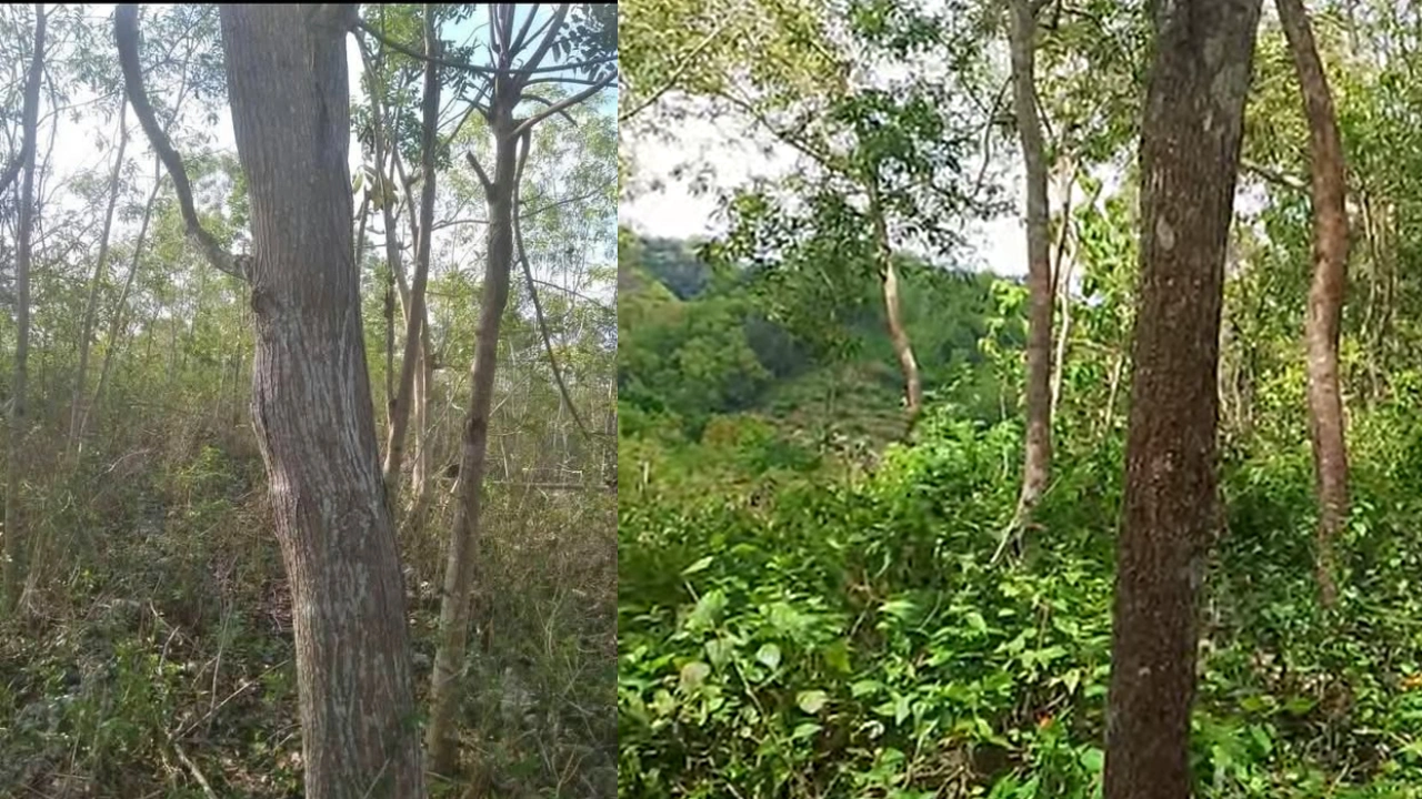 Cara Budidaya Mangium / Acacia Mangium